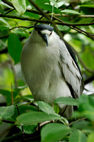 Night Heron