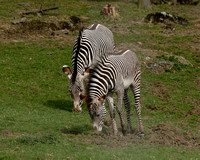Grevy's Zebra (1)