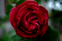 Red Rose in Stygian gloom