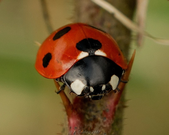 Ladybird (7 spot)